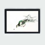 Discover the beauty of an Eastern Turtle Dove and Miscanthus in this vintage art print by Numata Kashu,placed on the wall