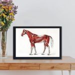 the intricate beauty of a horse's muscular system in this vintage medical illustration,placed on the table