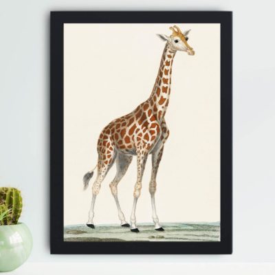 Discover the majesty of the giraffe in this vintage art print by Pierre Jean Francois Turpin,placed on the wall