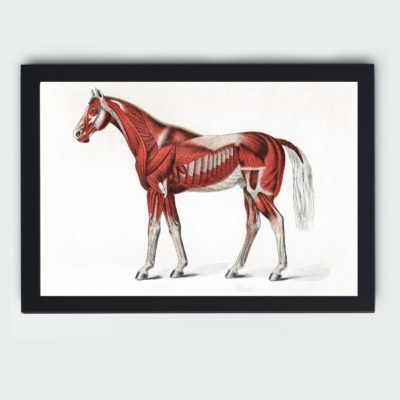 the intricate beauty of a horse's muscular system in this vintage medical illustration,placed on the wall