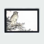 Discover the beauty of a Japanese Scops Owl and Fir in this vintage art print by Numata Kashu,placed on the wall