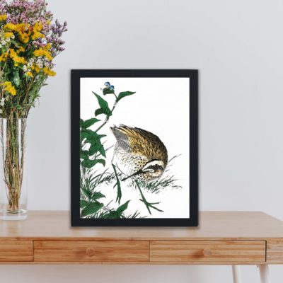 Discover the beauty of a Duck and Young Grass in this vintage art print by Numata Kashu,placed on the wall