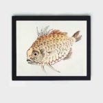 the vibrant beauty of Fish in this vintage art print by Kono Bairei,displayed on the wall