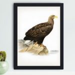 Experience the power and grace of the White-tailed Eagle with this vintage art print,displayed on the wall