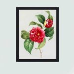 This vintage art print featuring a collection of exquisite flowers and fruits by Pierre-Joseph Redouté,mounted on the wall with black frame