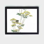 the delicate beauty of the Flannel Flower in this vintage art print by Kono Bairei,placed on the wall