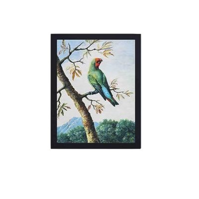 Revive nature's beauty with this vintage Bird Study canvas print. George Edwards' masterpiece, framed and placed on the wall