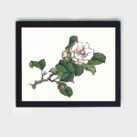 the delicate beauty of a Camelia in this vintage art print by Kono Bairei,placed on the wall