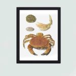 This vintage art print featuring a crab, crab claws, and turtle shells by Johann Gustav Hoch,mounted on the wall