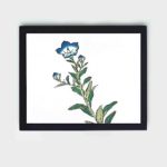 the delicate beauty of a Morning Glory in this vintage art print by Kono Bairei,placed on the wall