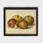 Savor the beauty of this vintage apple illustration from "The Fruit Grower's Guide",mounted on the wall