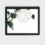 Discover the serene beauty of Hydrangeas in this vintage art print by Kono Bairei,placed on the wall