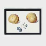 Elevate your home with this vintage peach and flower art print by van Os,hung on a white background wall