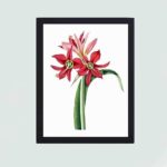 Enchanting beauty of the Amaryllis aulica in this vintage art print,displayed on a grey wall with black frame