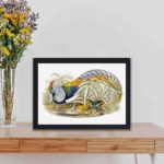 stunning Thaumalea Amherstiae art print. Created by renowned artists John Gould and Henry Constantine Richter,displayed on a table