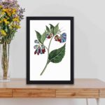 This stunning Prickly Comfrey botanical art. Vintage print by Francis Sansom,kept on a table with black frame