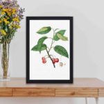 Add the delicate beauty of cherry blossoms in this vintage botanical art print by Pierre-Joseph Redouté,kept on a table