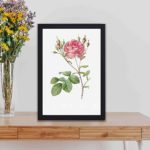 Beauty of Rosa Centifolia Anglica Rubra in this vintage botanical art print by the Redouté brothers,displayed on a table