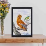 This vintage bird print by Aert Schouman,displayed on a table with black frame