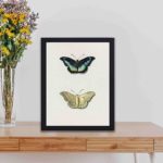 Butterfly art print: Top and bottom views by van Os.kept on a table