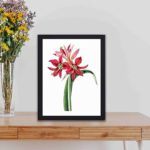 Enchanting beauty of the Amaryllis aulica in this vintage art print,kept on a table with black frame