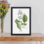 Vintage Pulmonaria art print. Georg Dionysius Ehret's botanical masterpiece,kept on a table