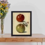 Savor the beauty of Gascoigne's Seedling and Sandringham apples in this vintage art print,kept on a table