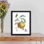 Our vintage art print featuring a Royal d'hiver fruit tree,kept on a table wall with black frame