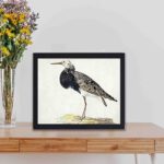 vintage art print of a Standing Ruff by Gerardus van Veen. This stunning reproduction captures the bird's beauty in exquisite detail,displayed on a table