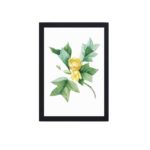 Enchanting beauty of Tulipifera through Redouté's masterful artwork,displayed on a wall with black frame