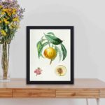 This stunning vintage fruit tree print,displayed on a table with black frame.