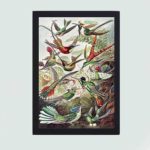 Captivating hummingbird art print by Ernst Haeckel. Vintage "Kunstformen der Natur" illustration,mounted on the wall