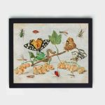 Marvel at intricate details of insects and fruits in this vintage art print by Jan van Kessel,mounted on the wall