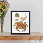 This vintage art print featuring a crab, crab claws, and turtle shells by Johann Gustav Hoch,kept on a table