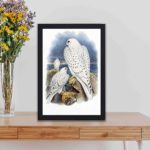 Our stunning Greenland Falcon art print by John Gould,displayed on a table with black frame