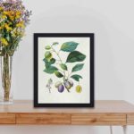 Infidu's vintage art print featuring a Prune Bifère fruit tree,displayed on a table with black frame