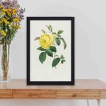 Beauty of a Yellow Rose by Pierre-Joseph Redouté,displayed on a table wall with black frame