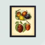 Indulge in the beauty of this vintage plum illustration from "The Fruit Grower's Guide".framed and placed on the wall