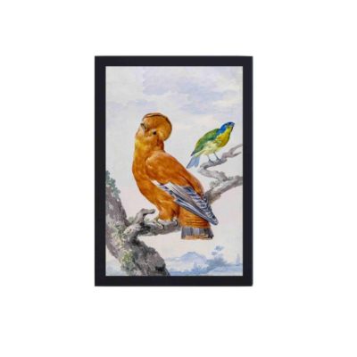 This vintage bird print by Aert Schouman,mounted on the wall with black frame