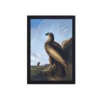 Vintage art print of a Washington Sea Eagle,mounted on the wall with black frame