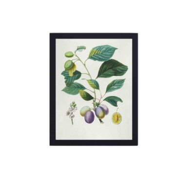 Infidu's vintage art print featuring a Prune Bifère fruit tree,mounted on the wall with black frame