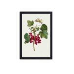 Bring the beauty of nature indoors with this stunning Red Currant print by Pierre-Joseph Redouté. hung on the wall with black frame