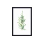 Vintage Juniper art print by Georg Dionysius Ehret,displayed on a grey wall