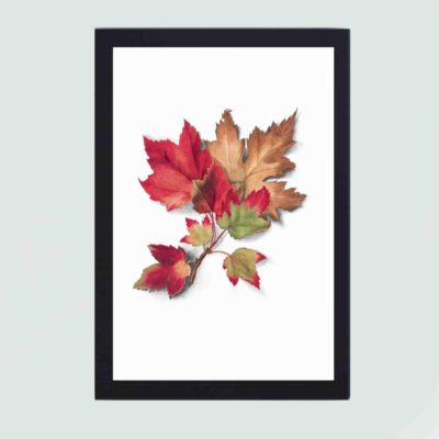 Beauty of autumn with this vintage art print by Mary Vaux Walcott,framed and placed on the wall