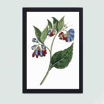 This stunning Prickly Comfrey botanical art. Vintage print by Francis Sansom,mounted on the wall