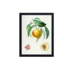 This stunning vintage fruit tree print,mounted on the wall with black frame.