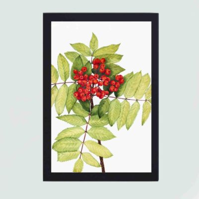 Western Mountain Ash with this vintage art print by Mary Vaux Walcott,hung on the wall