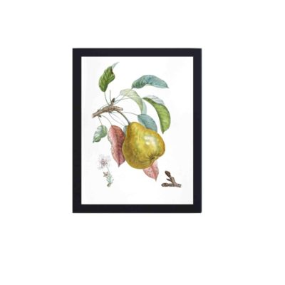 Our vintage art print featuring a Royal d'hiver fruit tree,hung on a white background wall with black frame