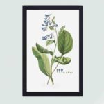 Vintage Pulmonaria art print. Georg Dionysius Ehret's botanical masterpiece,framed and placed on the wall