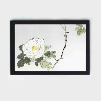 this exquisite vintage art print of a white blossomed flower by Watanabe Seitei,framed and placed on the wall